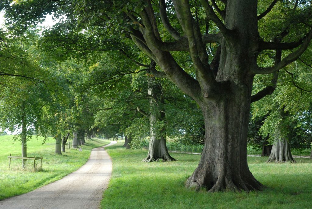 driveway toPentrehobyn Hall