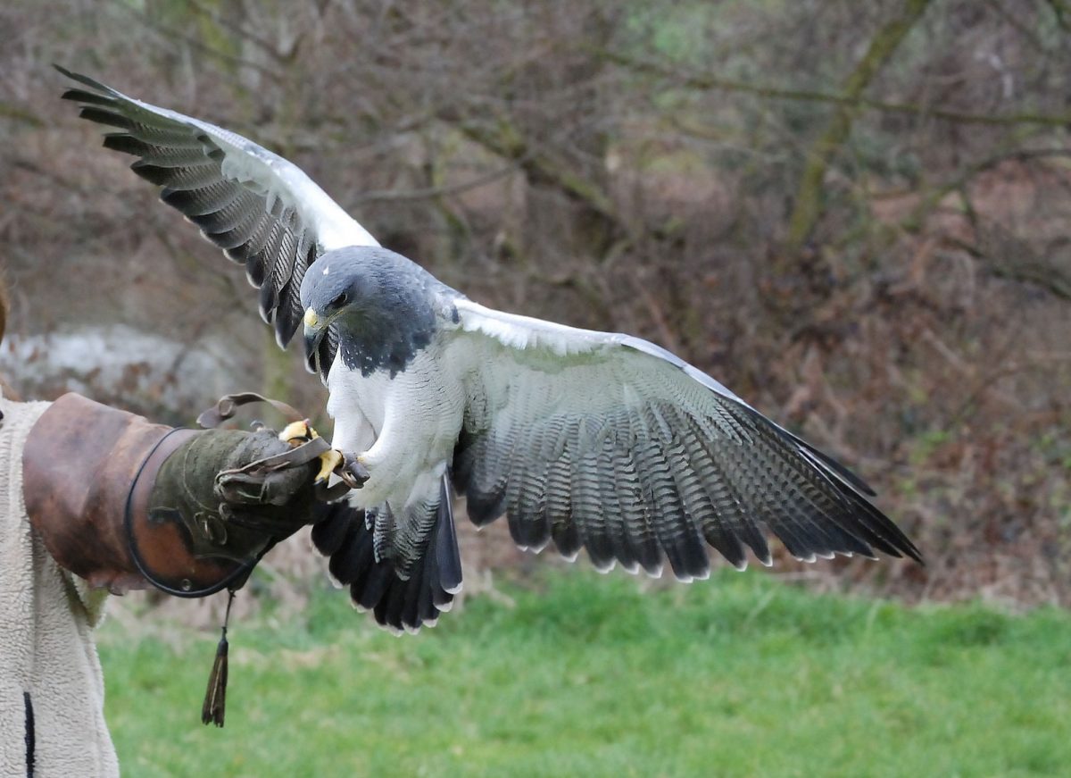 falconry2 Pentrehobyn Hall