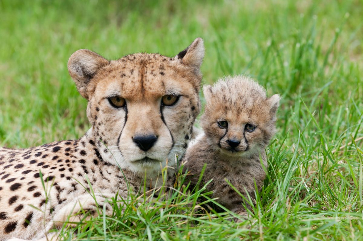 Chester Zoo